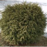 Thuja globosa